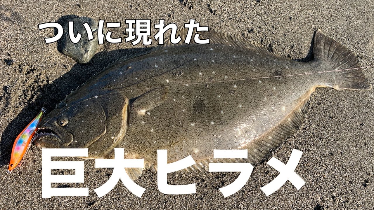 小魚だらけの砂浜で釣れた魚は…