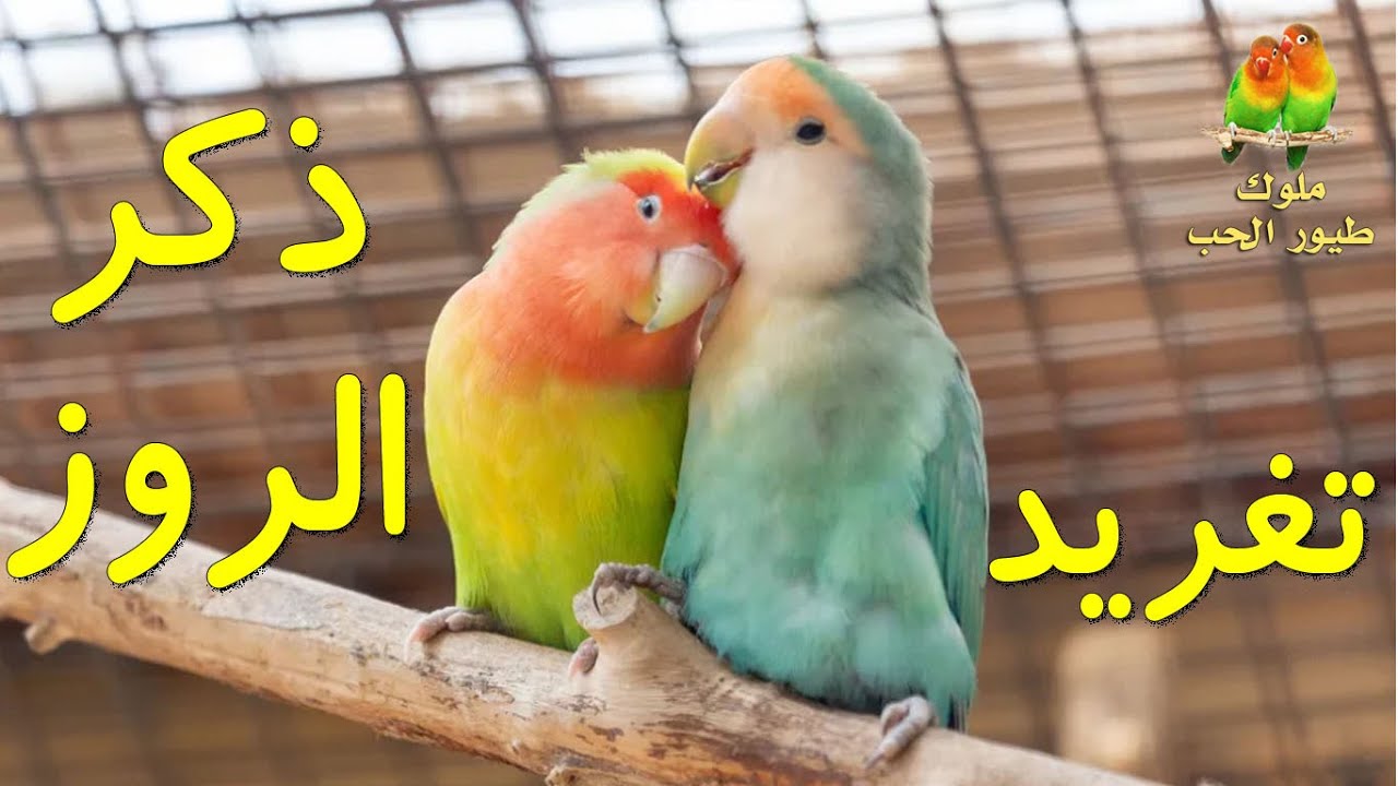 صوت ذكر الروز يجعل الانثى تطلب التزاوج بسرعة