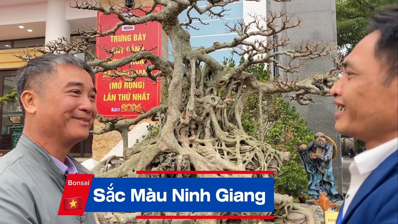 Bonsai Sắc Màu Ninh Giang, Hải Phòng | Triển lãm cây cảnh nghệ thuật 2026. 