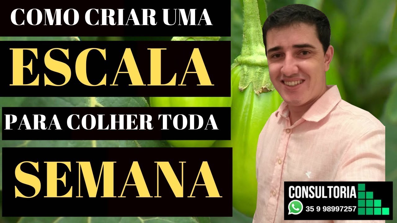 ESCALA de Plantio para ter COLHEITA toda Semana, Daniel Baroni
