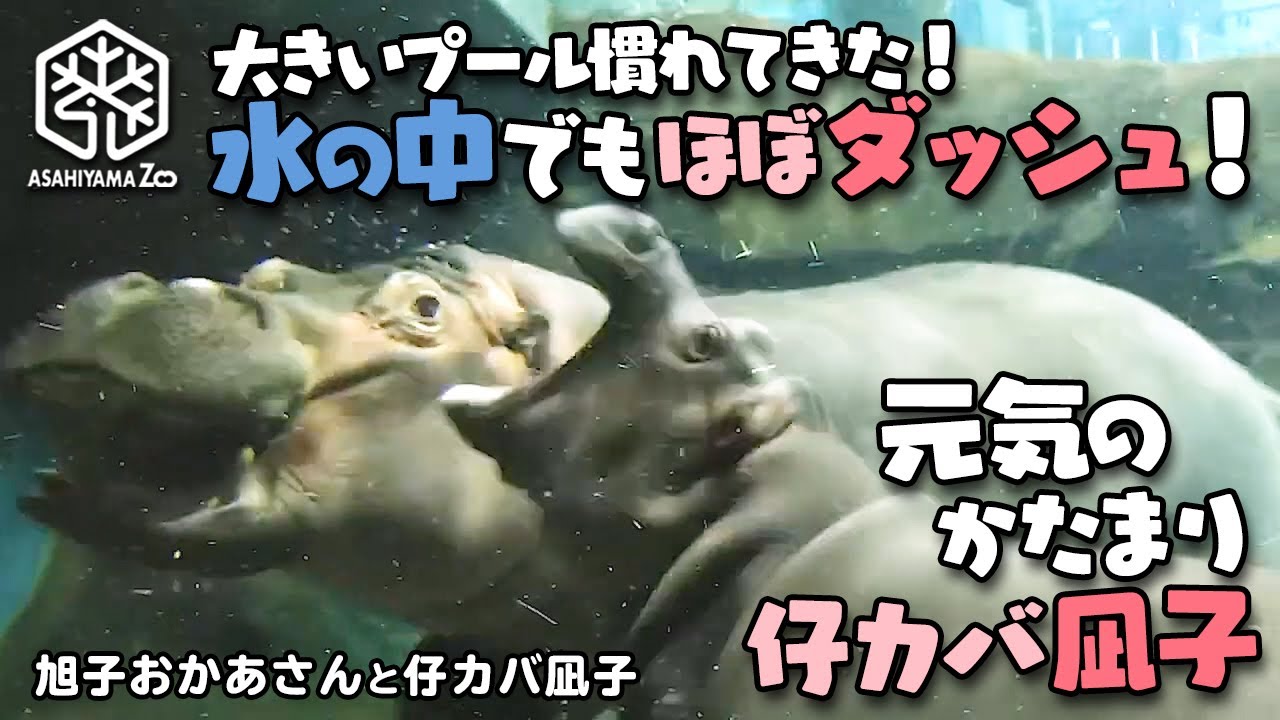 【旭子と仔カバ凪子】大きなプールに慣れてきて水の中でもほぼダッシュ！元気のかたまり仔カバ凪子 (Baby Hippo Nagiko runs in the water! Full of energy)