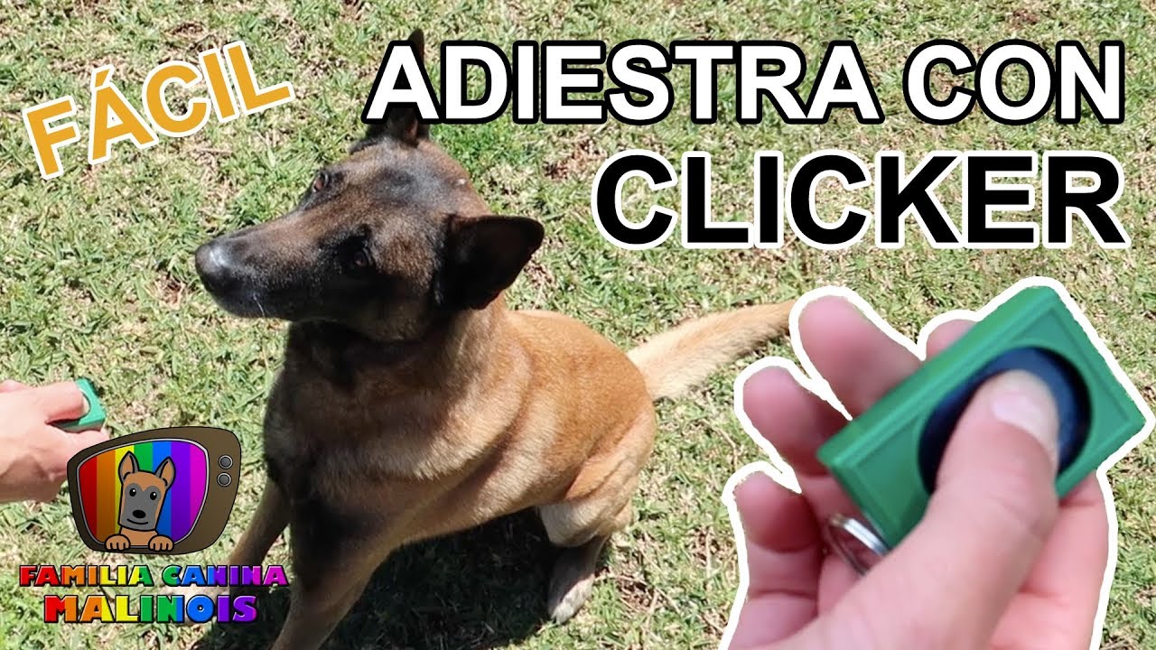 CLICKER para PERROS - CÓMO ADIESTRAR a un PERRO con un CLICKER | MUY FÁCIL | Adiestramiento Canino
