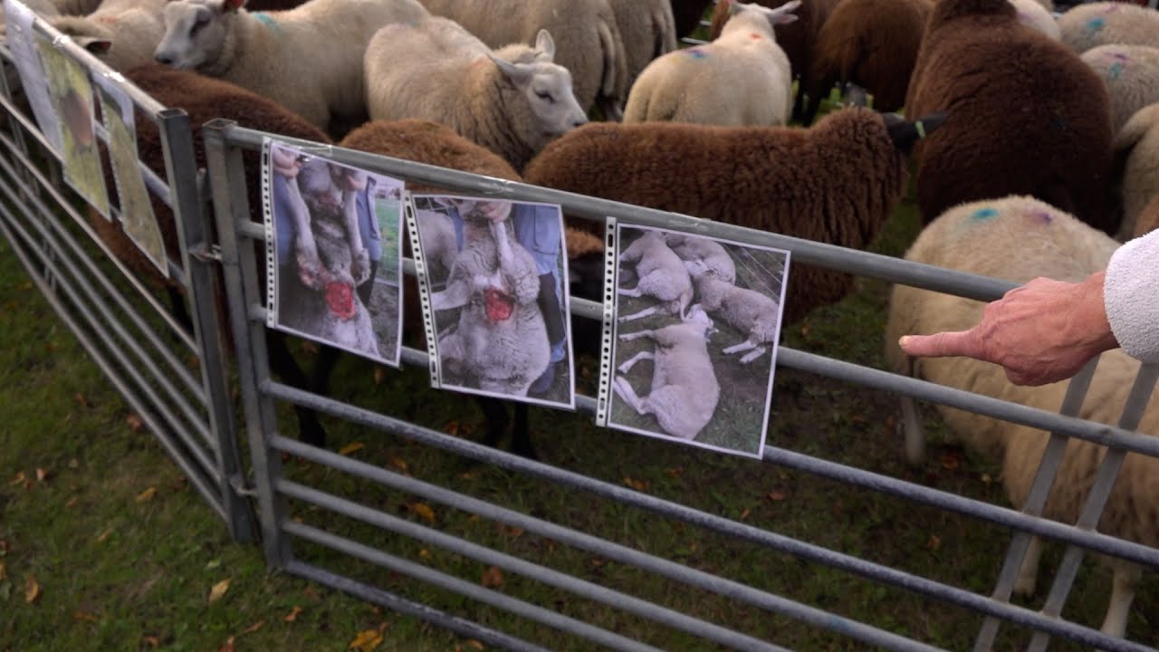 Veehouders tonen slachtoffers van de wolf