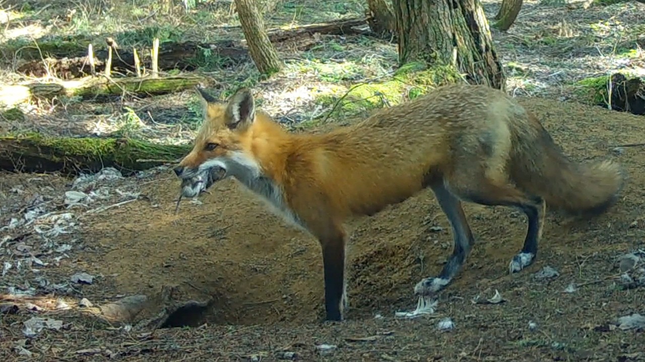 5 Fish, 6  Rodents, 2 Chipmunks & 1 Rabbit  - Mom Red Fox Feeds 7 Pups in 2 Dens in 24 Hours