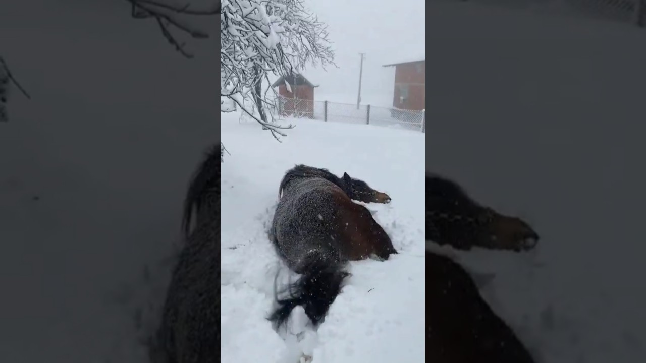 Valjanje konja u velikom snijegu