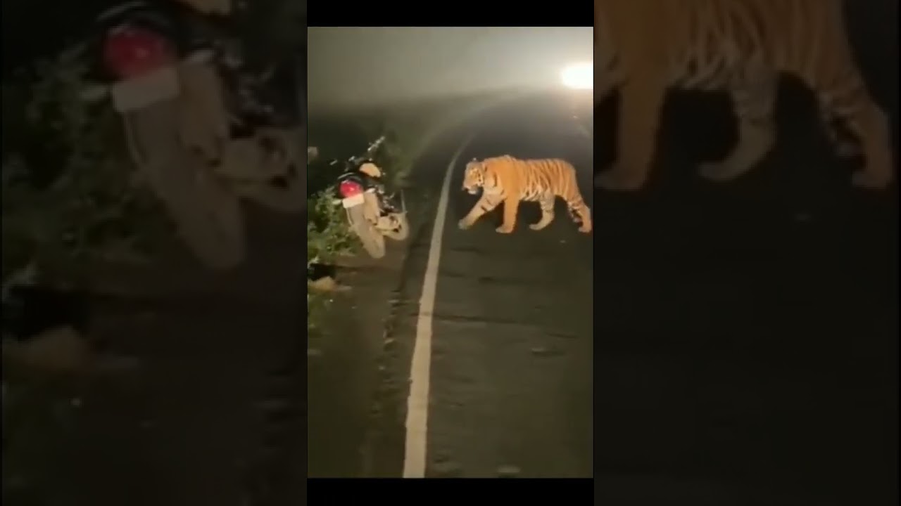 Angry Tiger Roar 😡 | Tiger Crossing Road | Huge Tiger |  Night Safari 🚘🐅😡 | Dense Forest