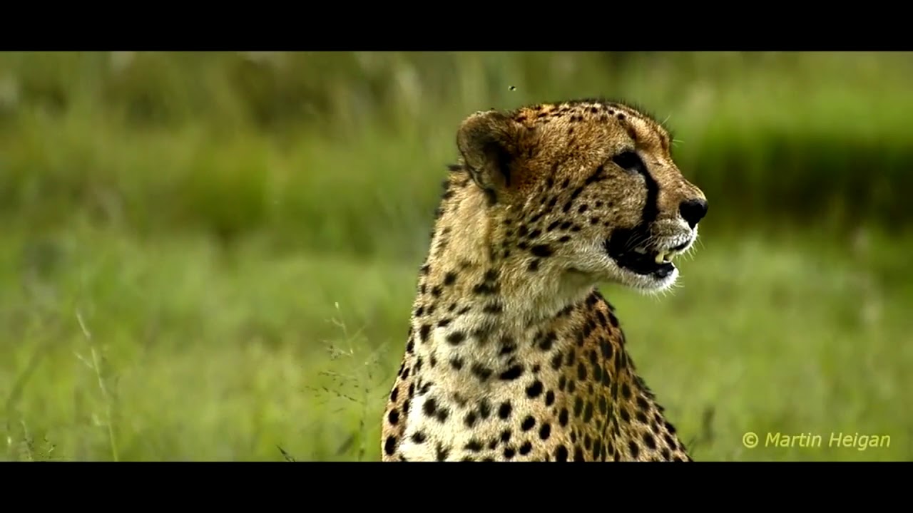 The Cheetah King Part 20: Charlie Returns