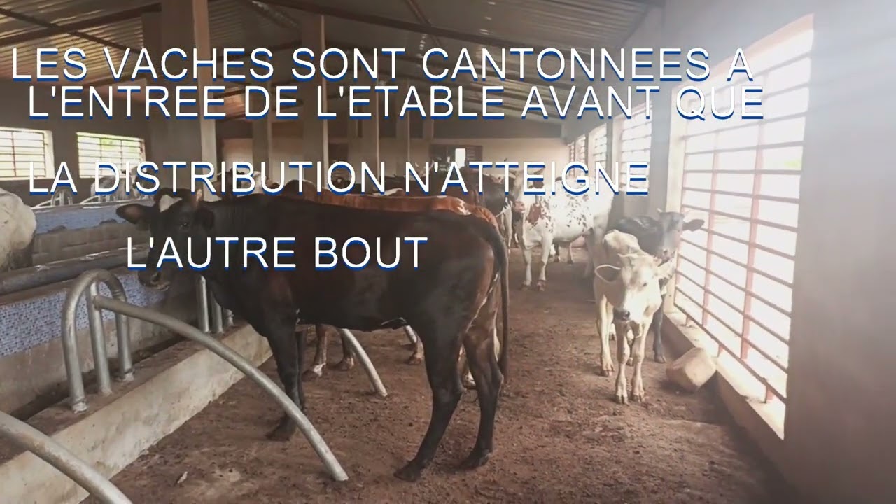 ENSILAGE D'HERBE A ELEPHANT : BON FOURRAGE ENRICHI POUR LES VACHES LAITIERES.