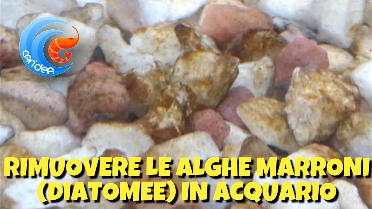 RIMUOVERE LA ALGHE MARRONI (DIATOMEE) IN ACQUARIO