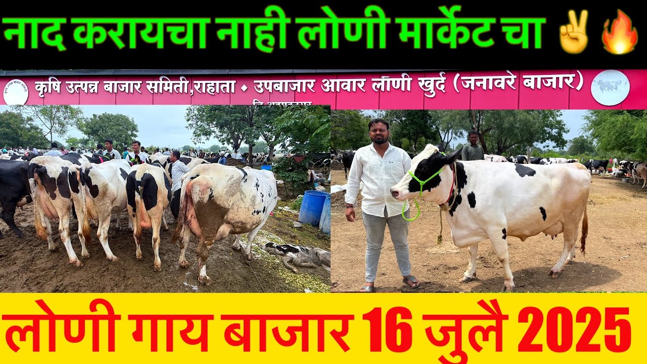 महाराष्ट्रातील सुप्रसिद्ध लोणी गाय बाजार live 🔴 16 जुलै 2025 || Loni Gaay Bajar #loni_bazar