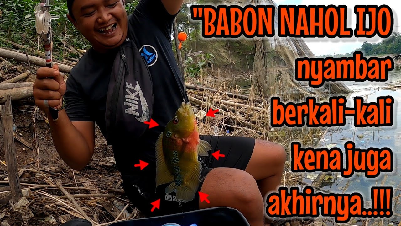 ASLI BIKIN KAGET ‼️ NAHOL IJO BABON SAMBARANYA KAYA TOMAN || mancing ikan red devil NAHOL MANIA