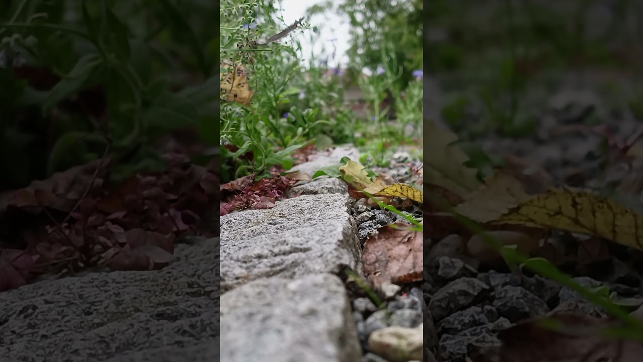 ✨ Naturens blomstrende skjønnhet – En oase av ro og glede ✨