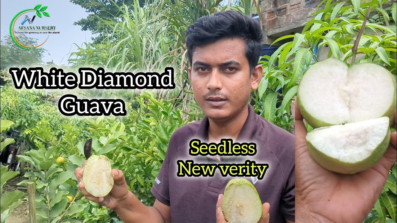white Diamond Guava ।। New verity ।। 7601949430