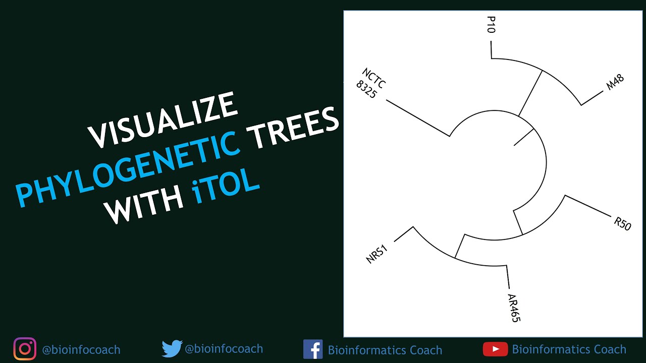 Visualize ANY phylogenetic trees using iTOL | Bioinformatics for Beginners