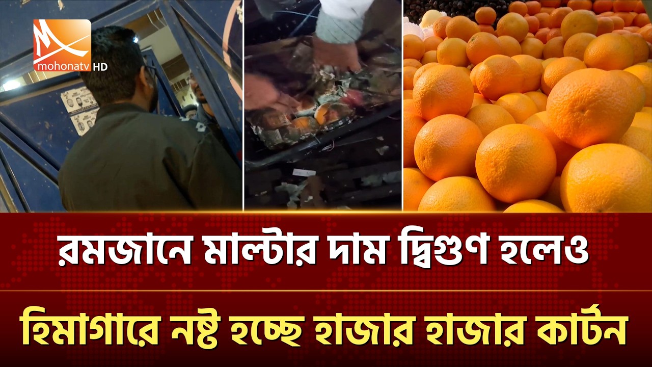 রমজানে মাল্টার দাম দ্বিগুণ হলেও হিমাগারে নষ্ট হচ্ছে হাজার হাজার কার্টন | Mohona TV