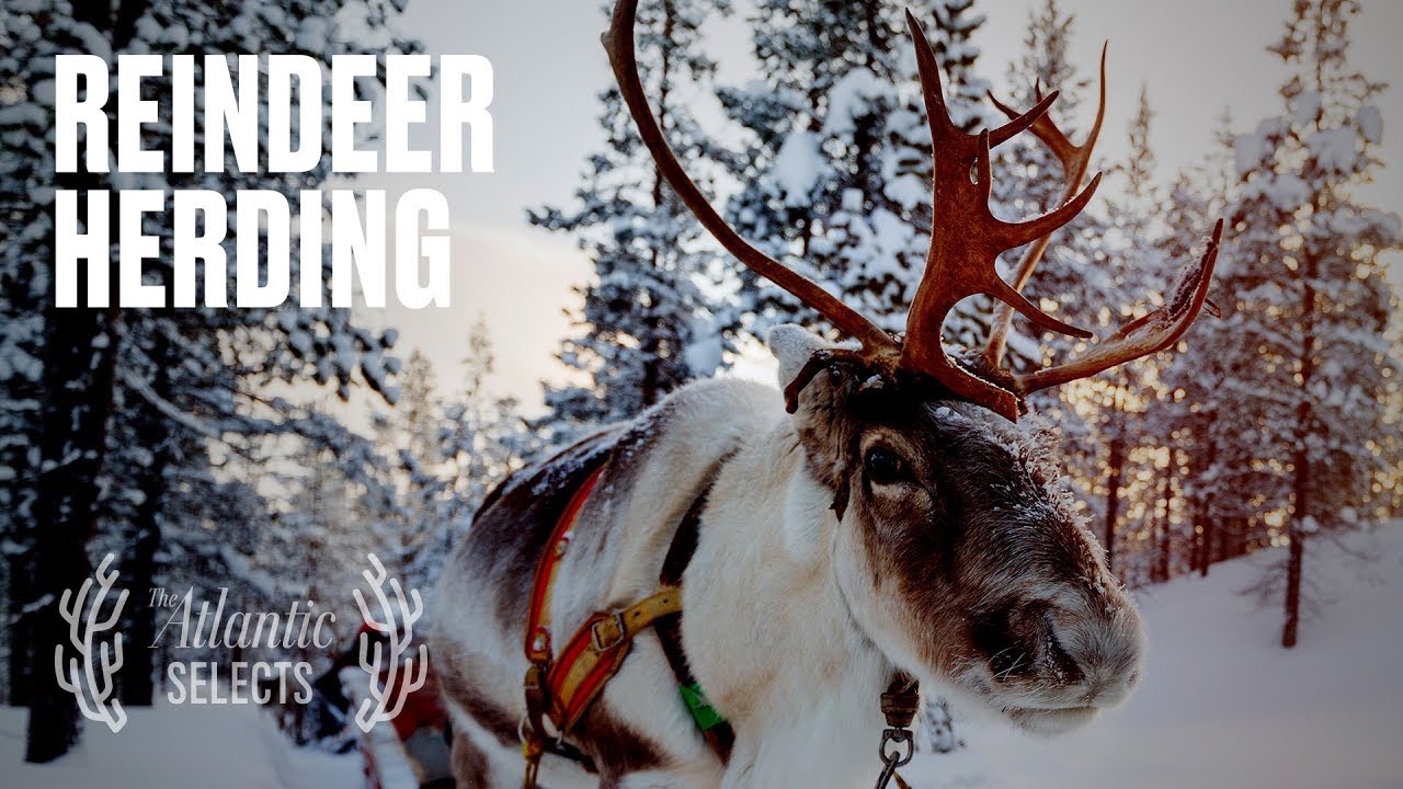 The Adrenaline Rush of Herding Reindeer