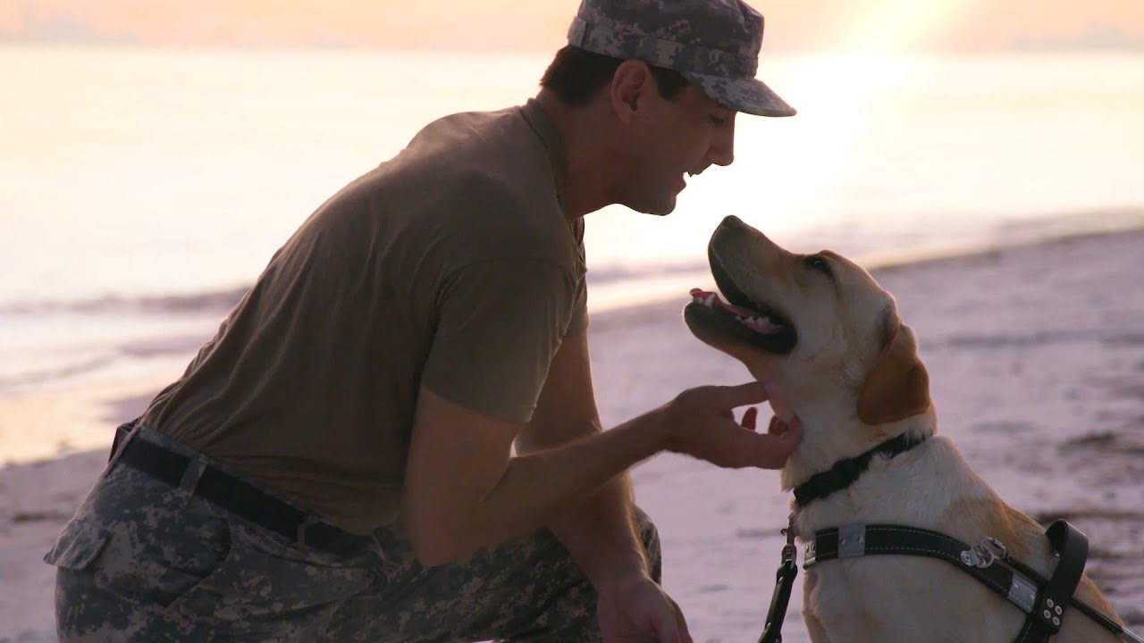 The Dogs Inc Story
