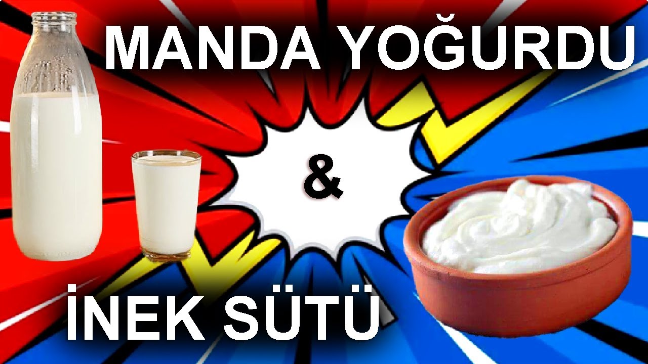 İnek Sütünden Yoğurt Yaparken Manda Yoğurdu ile Mayaladık! l Philips All In One Cooker ile