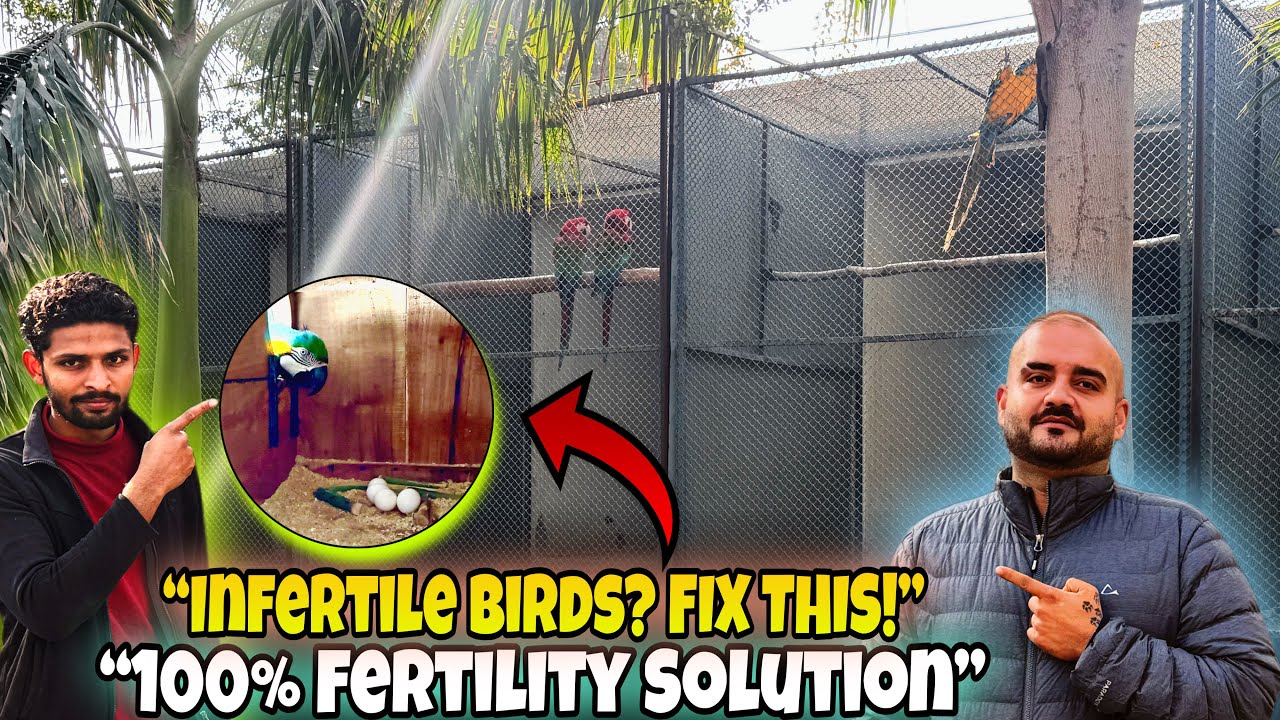 Infertile Birds Problem Solved | Proven Fertility Solution for Breeding Birds Usmanwildlife 