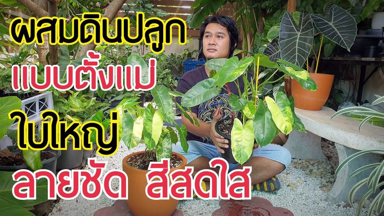 สูตรดินปลูก ฟิโลเดนดรอนเบอร์เบิ้ลมาร์คด่าง Philodendron burle marx variegeted : หลงไม้ใบ EP.59