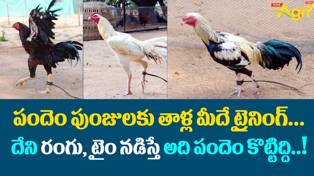 Pandem Punjulu Farming Tips | పందెం పుంజులకు తాళ్ళ మీదే ట్రైనింగ్..!!  Tone Agri