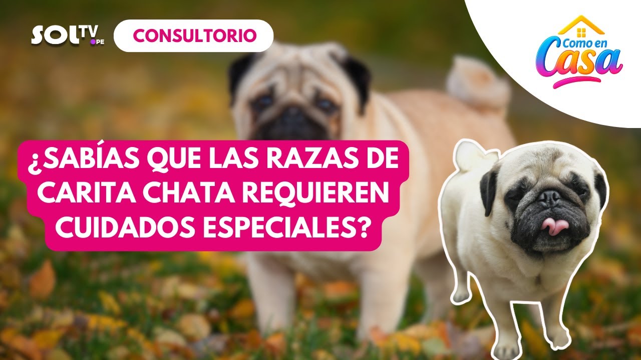 ¿Sabías que tu perro de cara chata requiere grooming diferente?