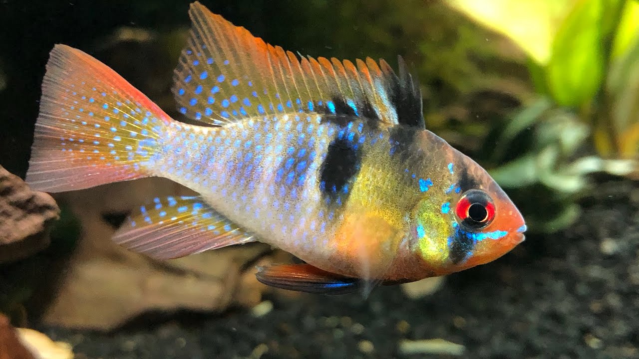 Mikrogeophagus Ramirezi - a beautiful fish, you can't help but love him😍 - electric blue and clasic