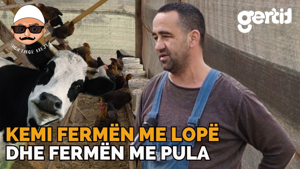 Kemi fermën me Lopë dhe fermën me Pula - Pulat nuk i shes asnjë, 8 euro tablla e vezëve