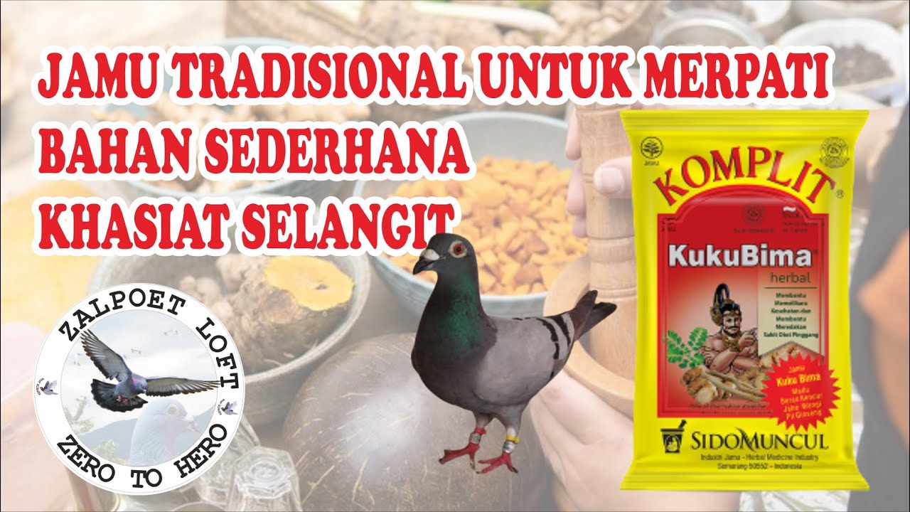 Cara buat jamu merpati bahan sederhana kualitas selangit