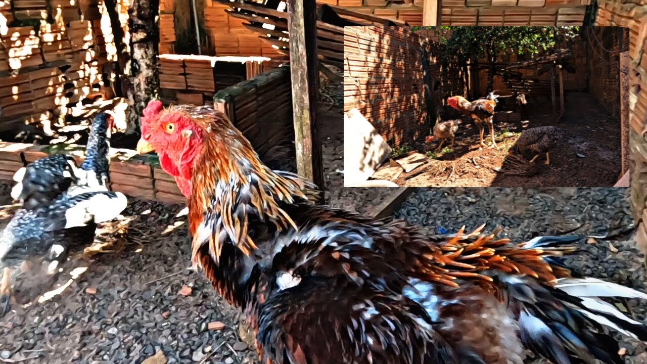 CALMA BICHÃO! DUAS GALINHAS QUE SEMPRE CRUZARAM COM O GALÃO VELHO