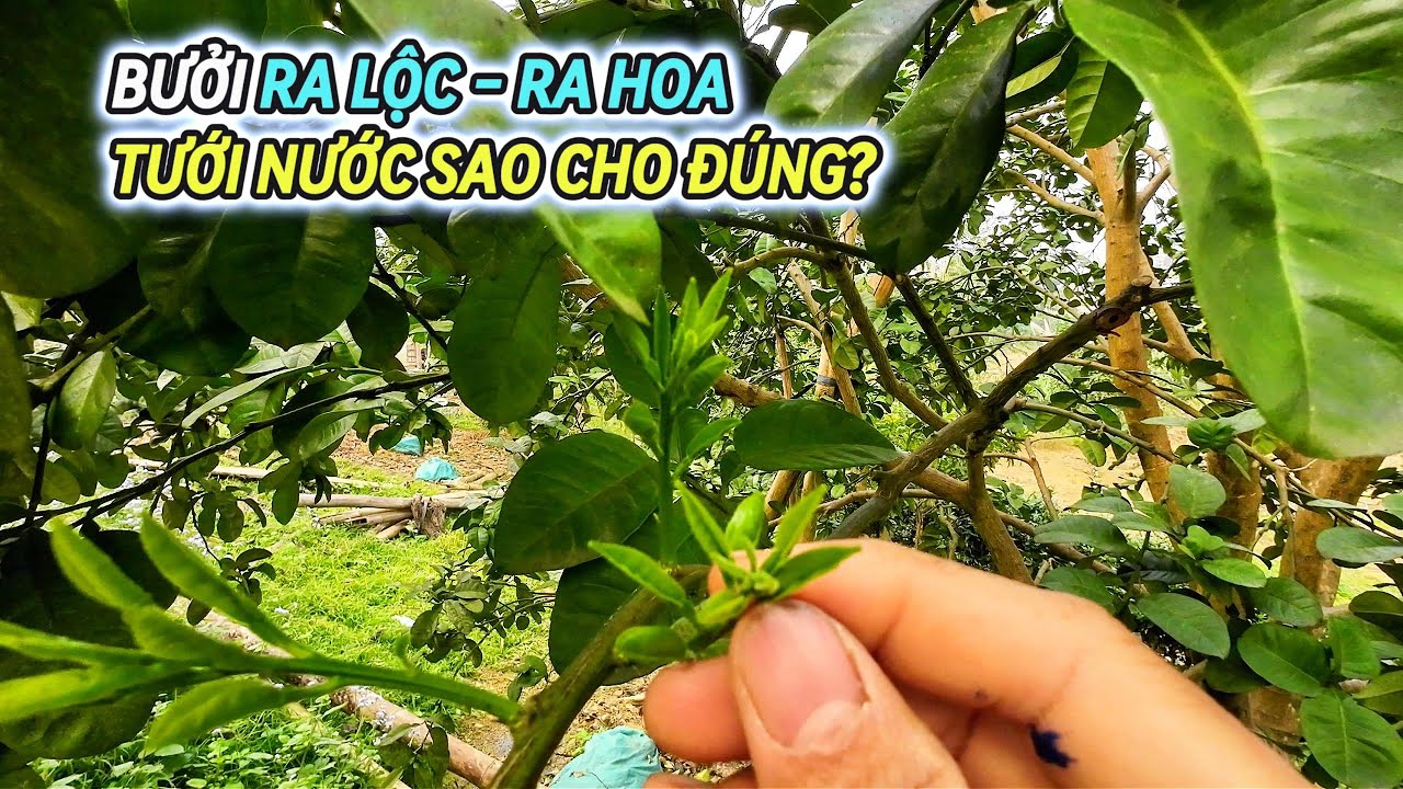 Cách tưới nước đúng kỹ thuật khi bưởi ra lộc, ra hoa – Quyết định tỷ lệ đậu quả