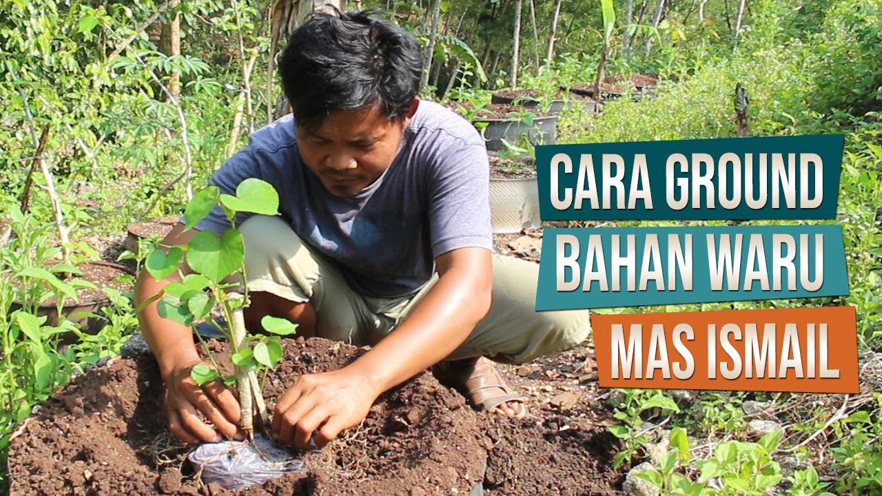 Cara Ground Bahan Bonsai Waru Pecah Batang Bersama Mas Ismail