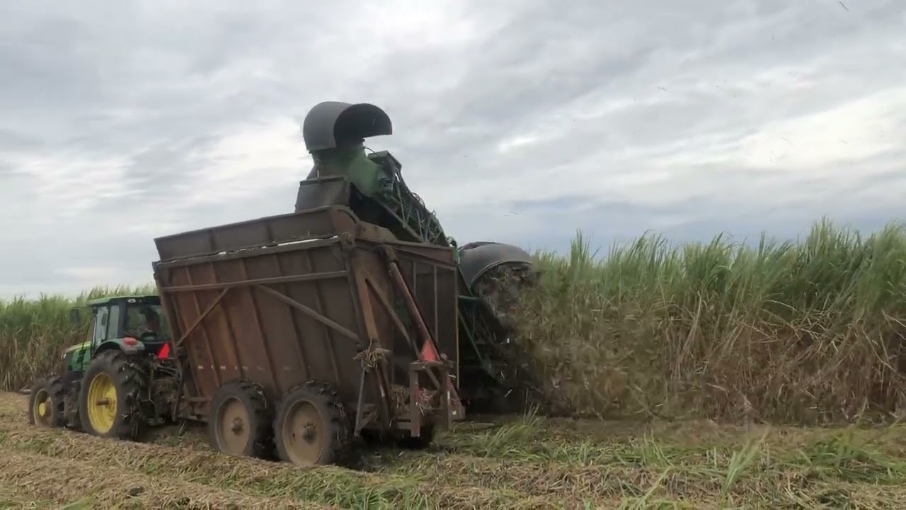 Sugar Cane Harvesting - New Iberia LA - November 2022