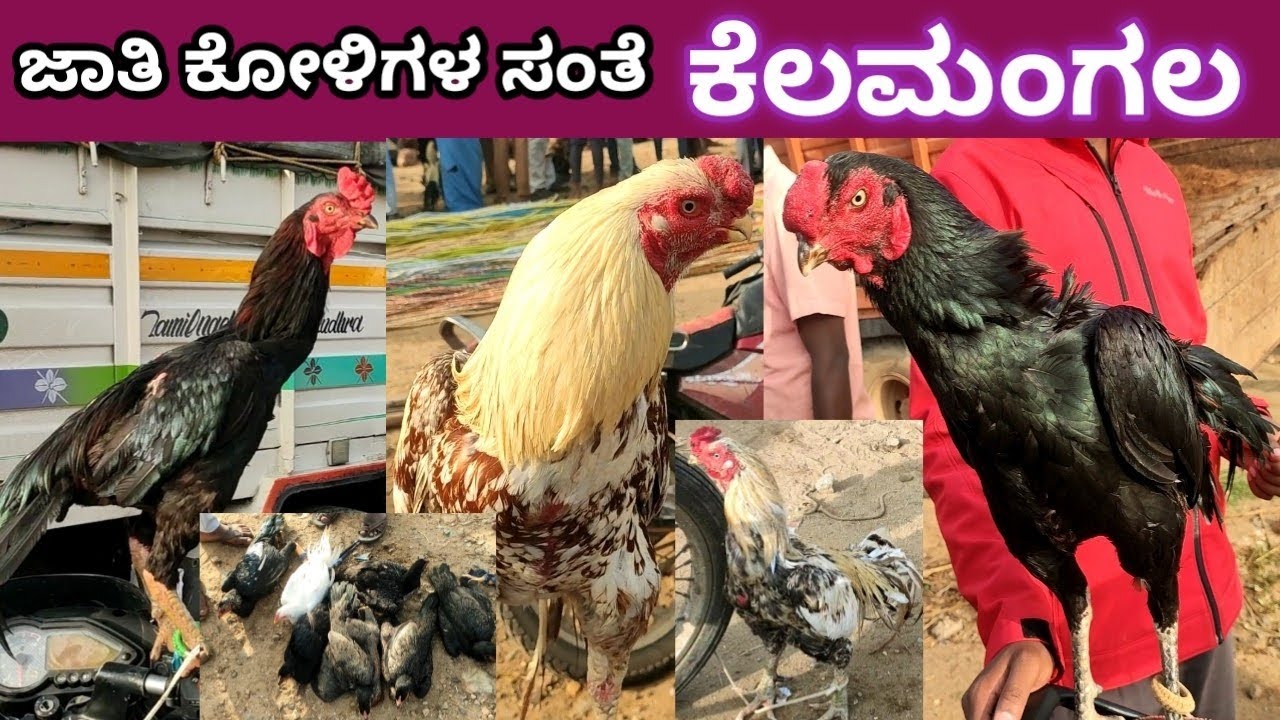ಜಾತಿ ಕೋಳಿಗಳ ಸಂತೆ ಕೆಲಮಂಗಲ