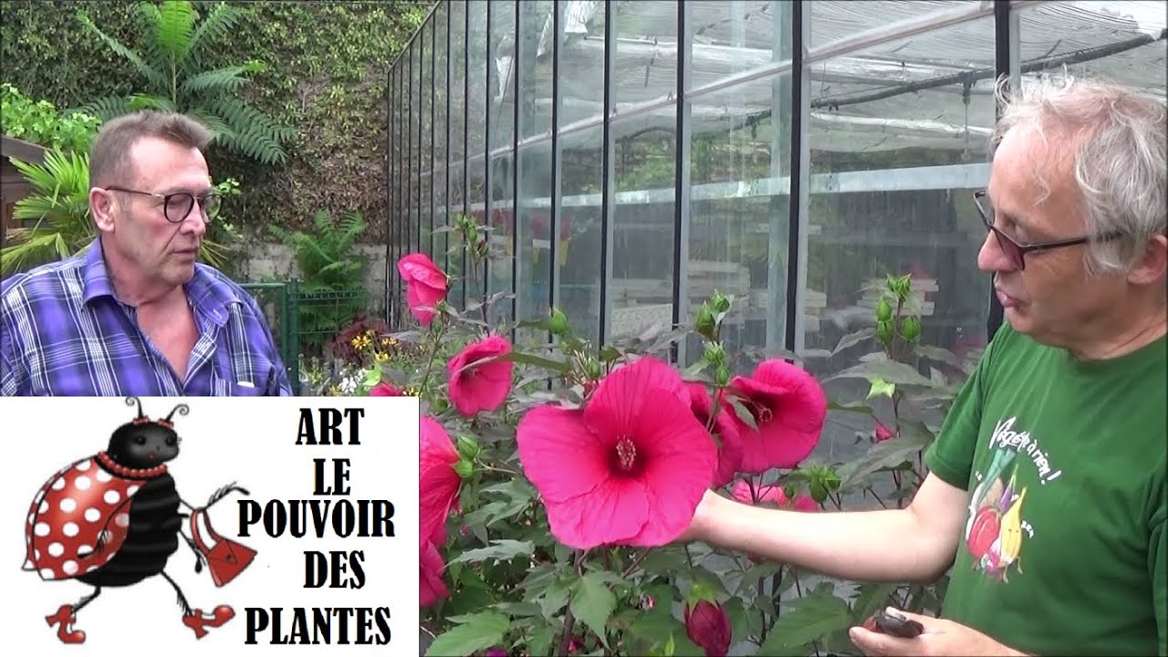 Conseils jardinage: Taille et entretien: Hibiscus des marais (moscheutos): Plante vivace