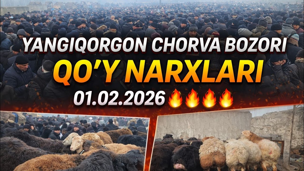 YANGIQOʻRGʻON CHORVA BOZORI QOʻY NARXLARI 01.02.2026🔥🔥🔥🔥