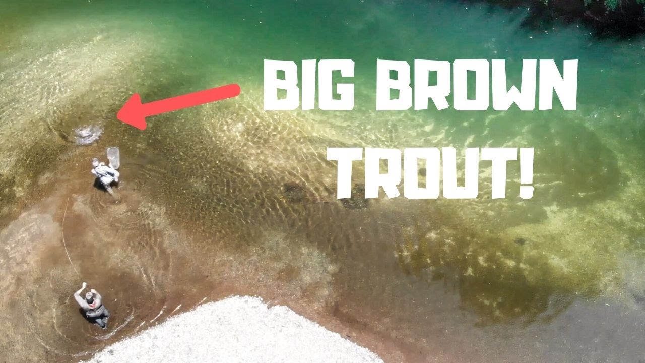 Fishing for Big  BROWN Trout [New Zealand]