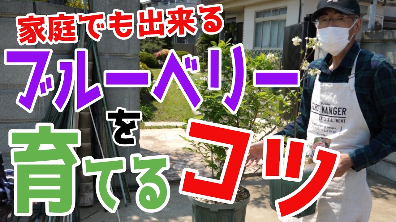 【家庭菜園 #1】簡単！家庭でも出来るブルーベリーを育てるコツ【ブルーベリー #6】
