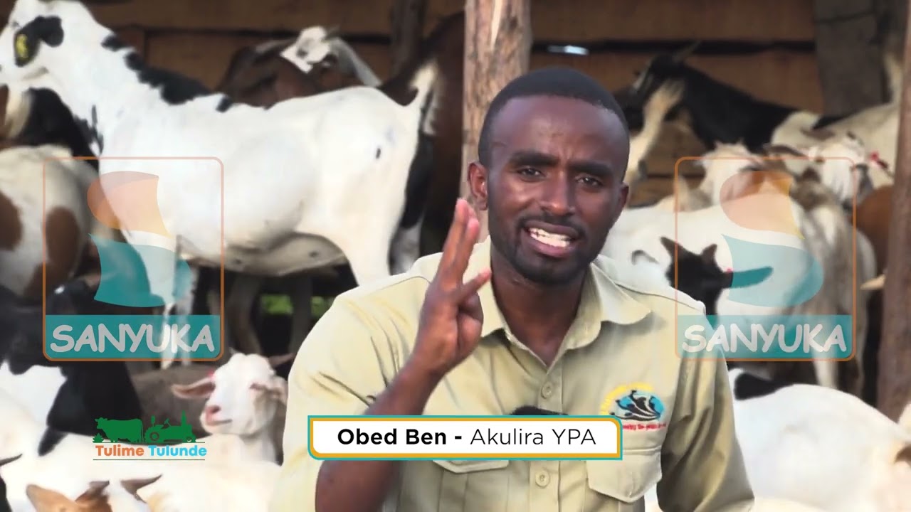 Yiga Okulunda Embuzi (Learn Goat Farming) with Obed Ben