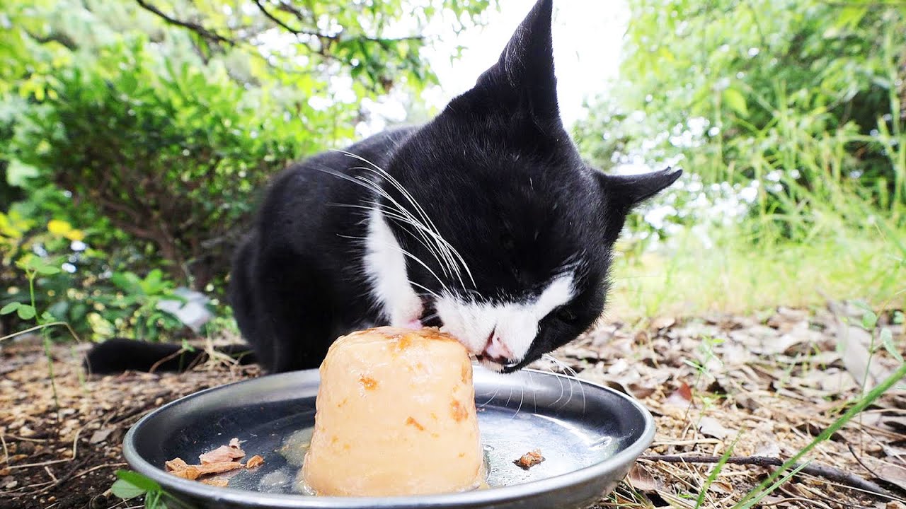 久々に逢えた大食いの猫にご飯をあげると・・・ さくらねこへのエサやり