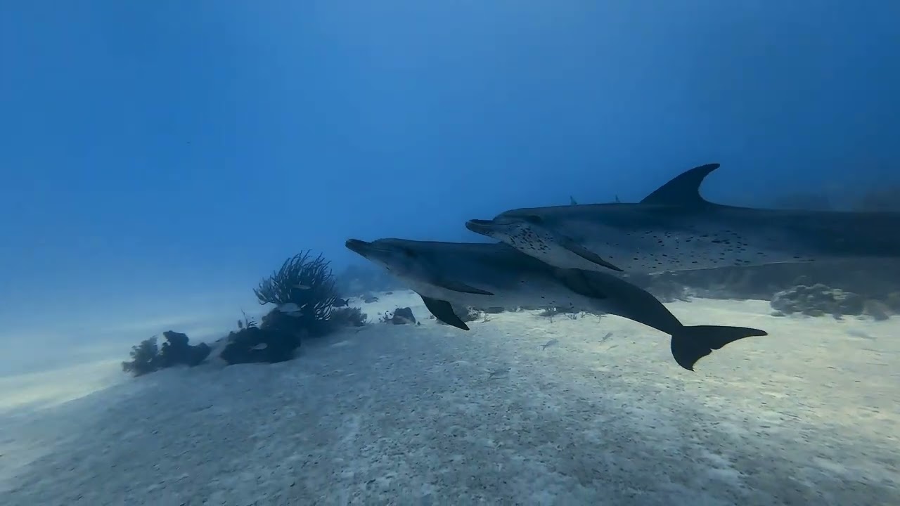 Your Best Dive Buddies