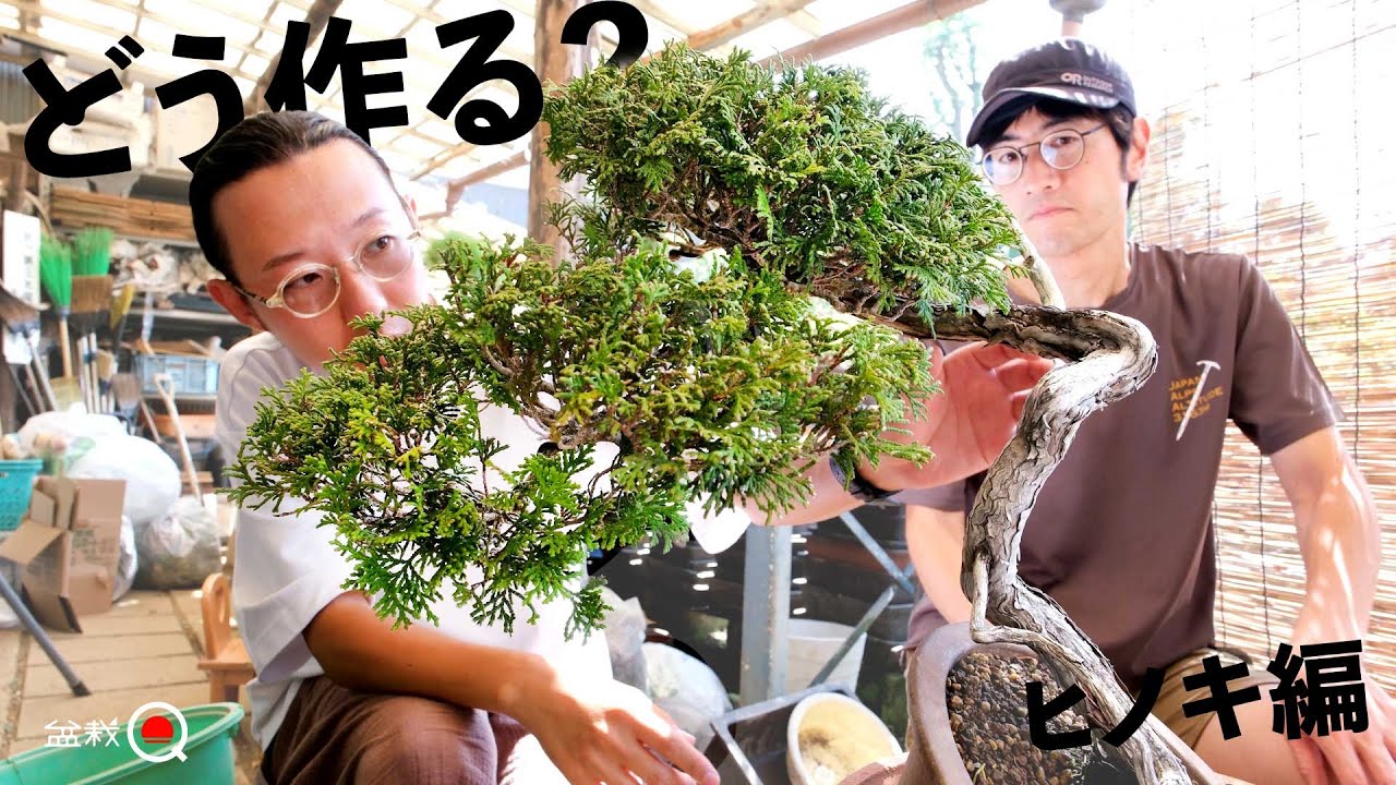 Уникальное дерево? Как сделать кипарис в стиле бонсай? [Bonsai Q]
