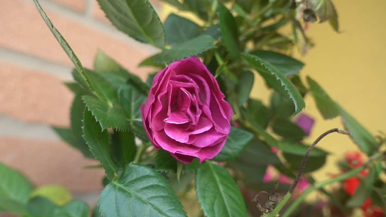 Come si rinvasa una ROSA?