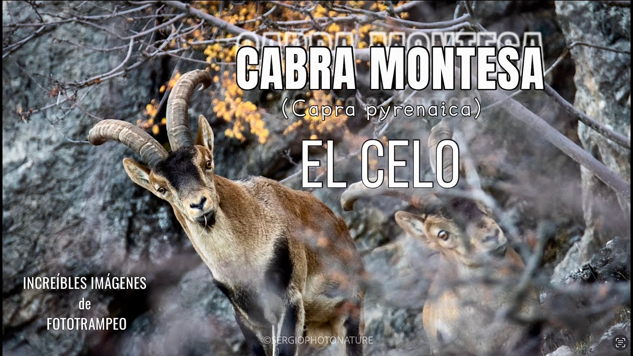 CABRA MONTESA ( Capra pyrenaica )