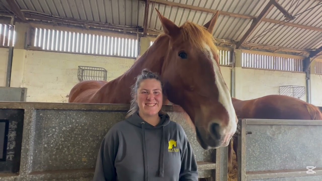 Suffolk Punch #horses have breeding success with foals on the way #agriculture #history #rarebreed
