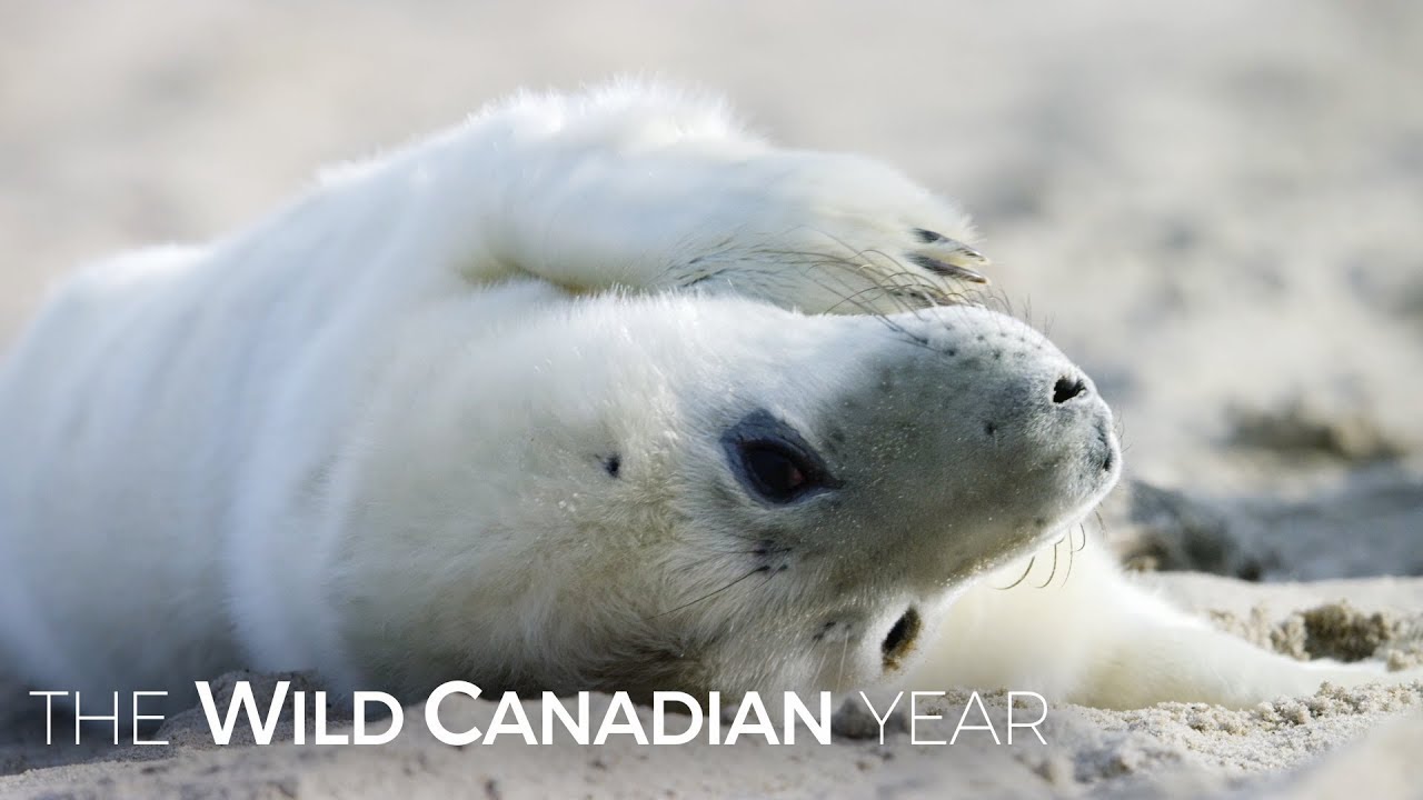 Winter Brings A Stark Beauty To Canada’s Remote Sable Island | Wild Canadian Year
