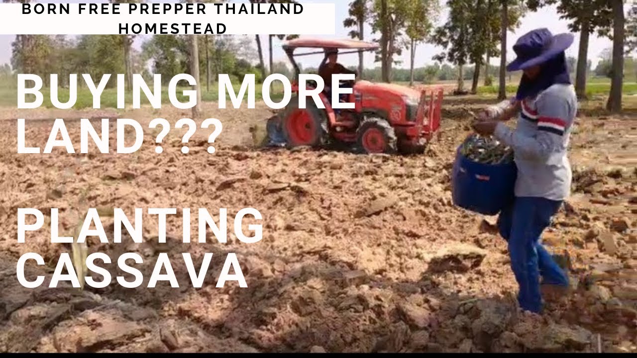 How To Plant Cassava Tapioca. Buying More Land To Make An Off Grid Thailand Homestead.