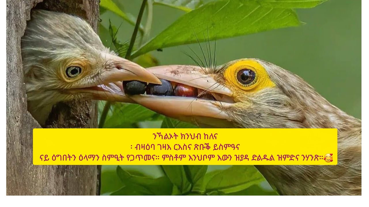 freweyni Tube ፈረወይኒ ዩቱብ is liveሰላም ሰላም