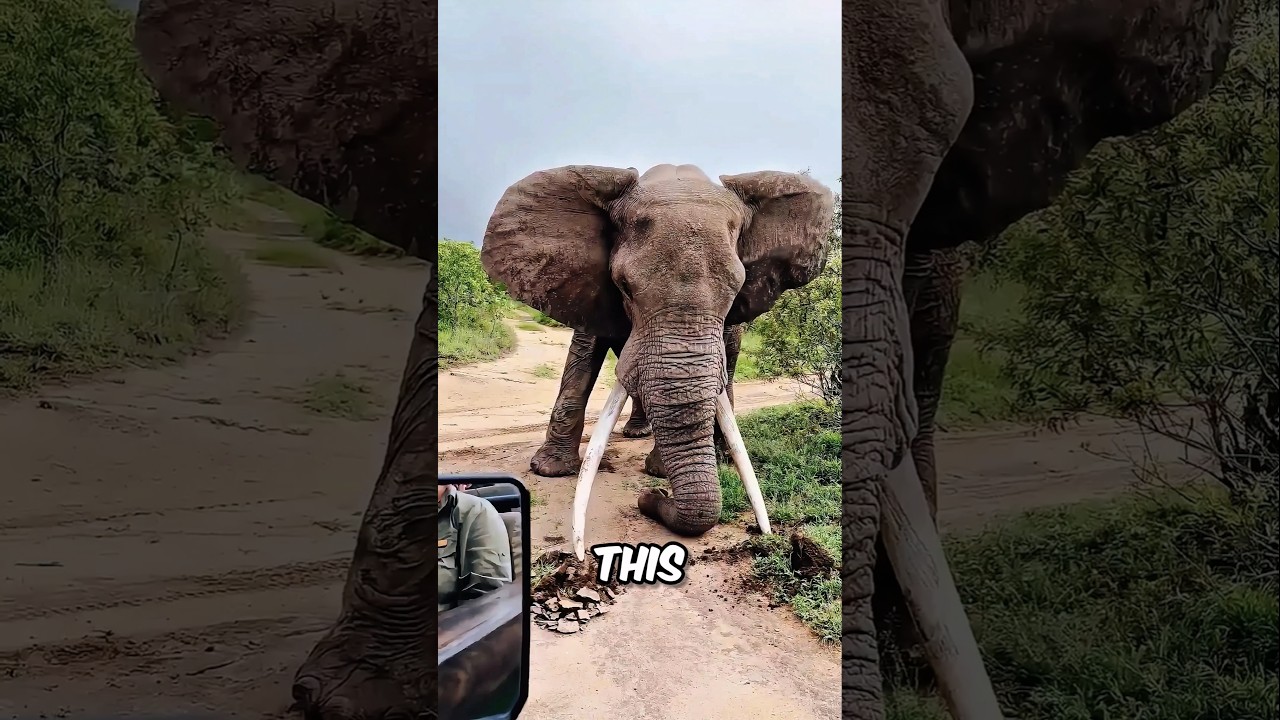 The Elephant's Warning ⚠️