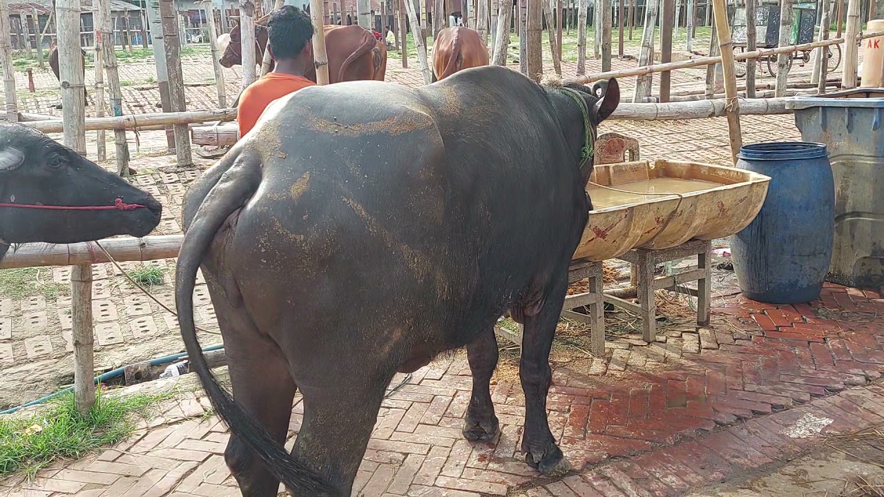 Buffalo show Chattogram bibir hat cow market